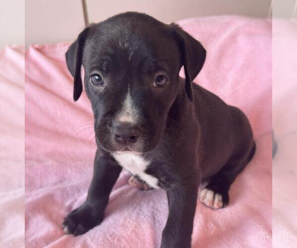 Medium Photo #4 Labrador Retriever-Unknown Mix Puppy For Sale in San Diego, CA, USA