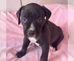 Small Photo #4 Labrador Retriever-Unknown Mix Puppy For Sale in San Diego, CA, USA