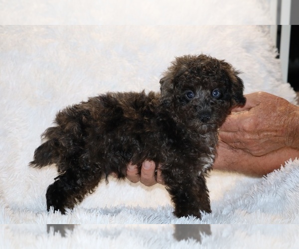 Medium Photo #14 Poodle (Toy) Puppy For Sale in DYERSBURG, TN, USA
