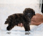 Small #13 Poodle (Toy)