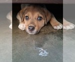 Small Photo #15 Beagle-Unknown Mix Puppy For Sale in Escondido, CA, USA