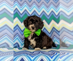 Poovanese Puppy for sale in OXFORD, PA, USA