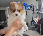 Puppy Blaze Pomeranian