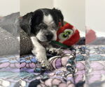 Small Shih Tzu