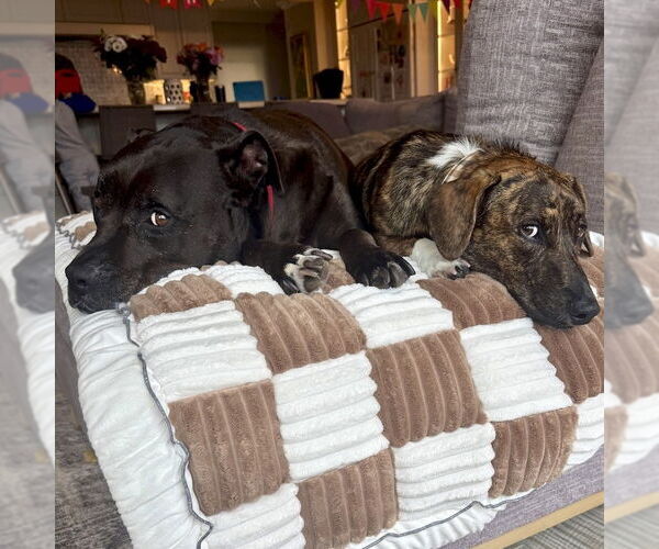 Medium Photo #8 Mutt Puppy For Sale in San Juan Capistrano, CA, USA