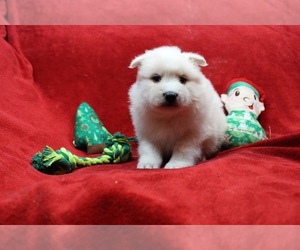 American Eskimo Dog-Pomsky Mix Puppy for sale in MONCLOVA, OH, USA