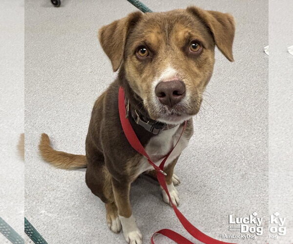 Medium Photo #1 Mutt Puppy For Sale in Washington, DC, USA