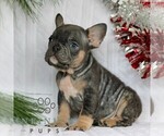 Small #1 French Bulldog
