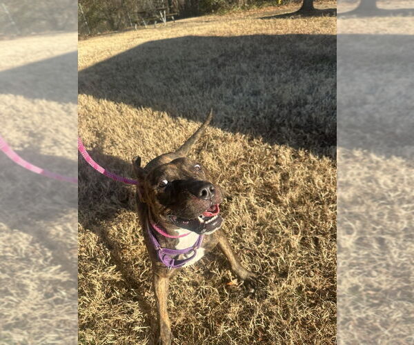 Medium Photo #3 Mutt Puppy For Sale in Glen Allen, VA, USA