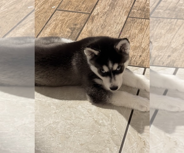 Medium Photo #1 Siberian Husky Puppy For Sale in WILLOWBROOK, IL, USA