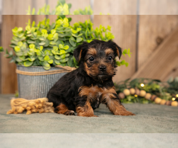 Medium Photo #2 Yorkshire Terrier Puppy For Sale in GREENWICH, OH, USA