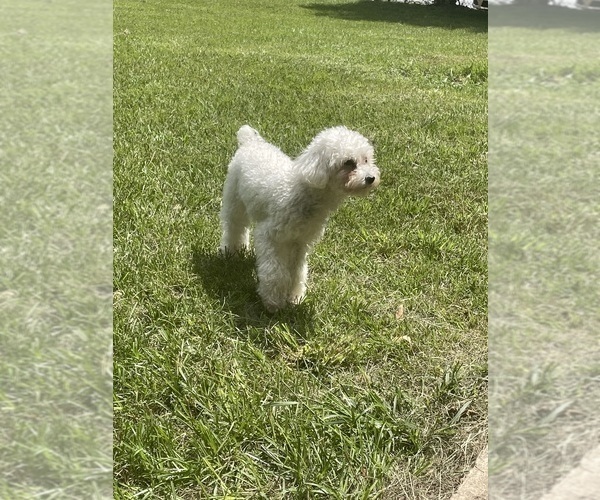 Medium Photo #1 Poodle (Toy) Puppy For Sale in WARNER ROBINS, GA, USA