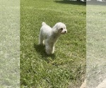 Small Photo #1 Poodle (Toy) Puppy For Sale in WARNER ROBINS, GA, USA