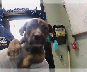 Parson Russell Terrier-Unknown Mix Dogs for adoption in Tulsa, OK, USA