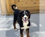 Small Photo #2 Bernese Mountain Dog Puppy For Sale in DUNDEE, OH, USA
