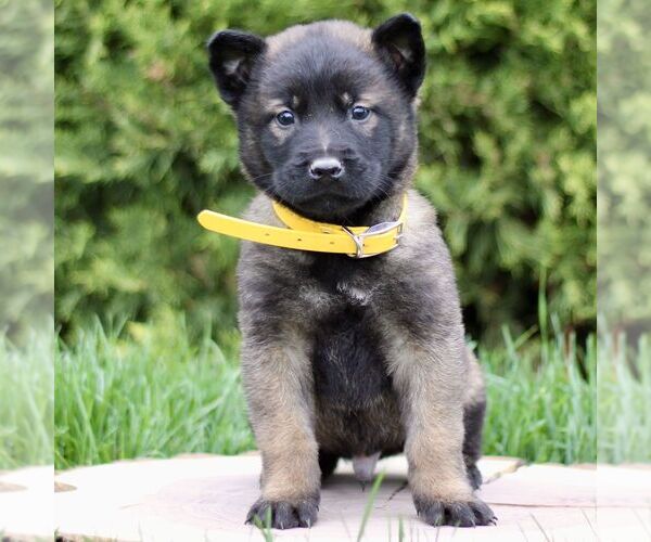 Medium Photo #3 Belgian Malinois Puppy For Sale in RONKS, PA, USA