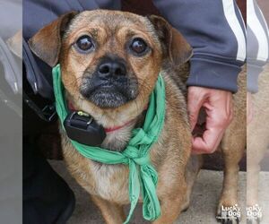 Elmo - Male Chihuahua-Unknown Mix Dog for Adoption - Photo #3