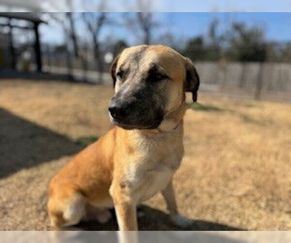 Medium Photo #3 Anatolian Shepherd-Unknown Mix Puppy For Sale in Temple, TX, USA