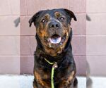 Small Rottweiler Mix