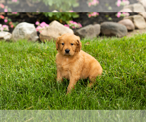 Golden Retriever Puppy for Sale in WOLCOTTVILLE, Indiana USA