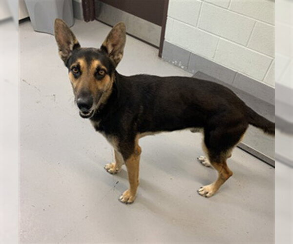 Medium Photo #1 German Shepherd Dog-Unknown Mix Puppy For Sale in Corpus Christi, TX, USA