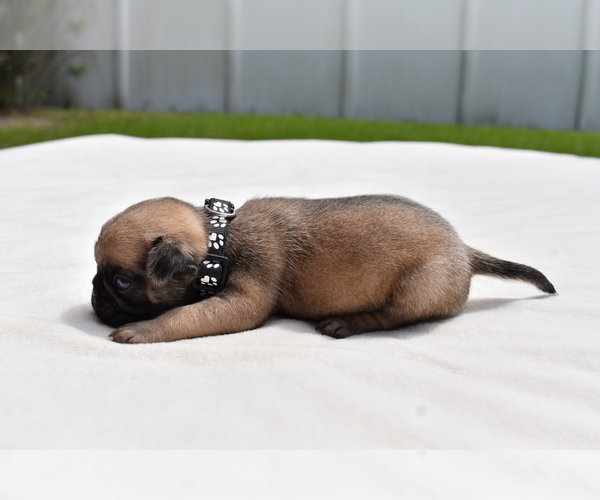 Medium Photo #3 Pug Puppy For Sale in PALM COAST, FL, USA