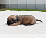 Small #2 Pug