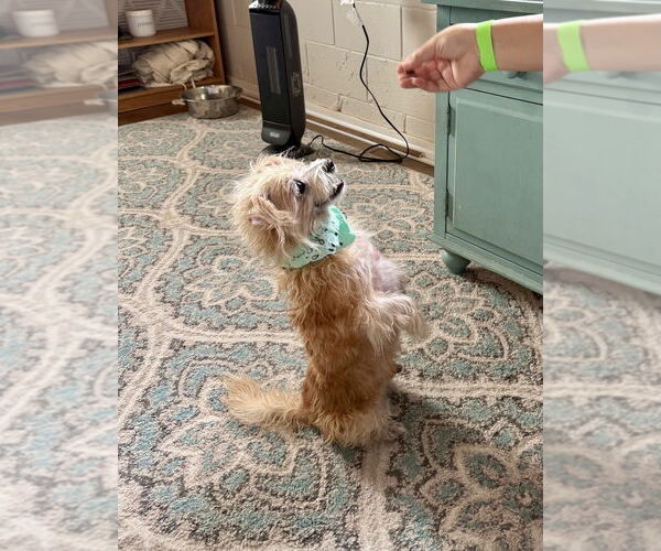 Medium Photo #3 Mutt Puppy For Sale in San Leon, TX, USA