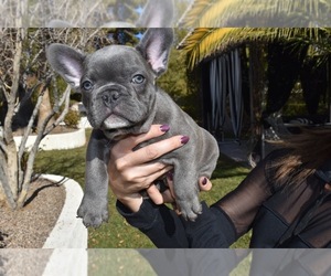 French Bulldog Puppy for sale in LAS VEGAS, NV, USA