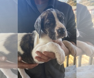Great Dane Puppy for sale in CLEVELAND, NC, USA