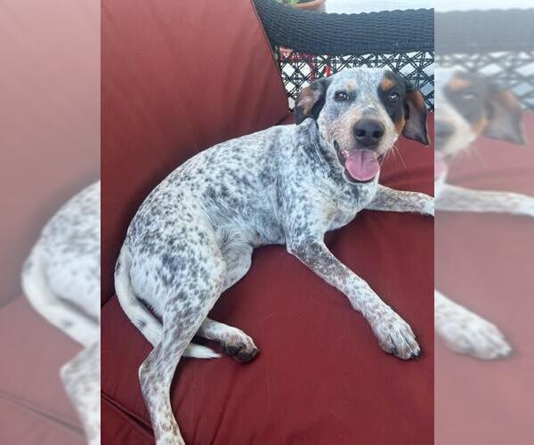 Medium Photo #1 Mutt Puppy For Sale in San Antonio, TX, USA