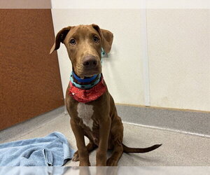 Doberman Pinscher Dogs for adoption in Rancho Cucamonga, CA, USA