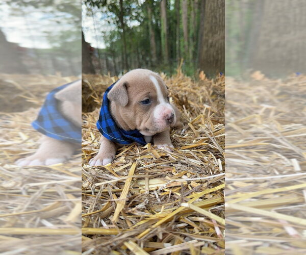 Medium Photo #1 Mutt Puppy For Sale in Rockaway, NJ, USA