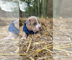 Mutt Dogs for adoption in Rockaway, NJ, USA