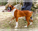 Small #2 Boxer