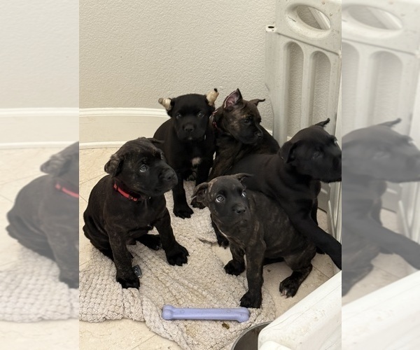 Medium Photo #4 Cane Corso Puppy For Sale in LIVERMORE, CA, USA