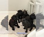 Small Photo #24 Cane Corso Puppy For Sale in LIVERMORE, CA, USA