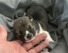 Small Photo #7 Shiba Inu Puppy For Sale in PARKER, CO, USA