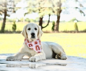 Golden Retriever Puppy for sale in BOSWELL, IN, USA