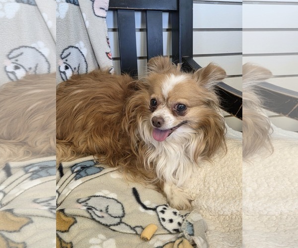 Medium Photo #1 Chihuahua Puppy For Sale in Amarillo, TX, USA