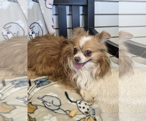 Chihuahua Dogs for adoption in Amarillo, TX, USA