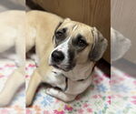 Small Beagle-Black Mouth Cur Mix