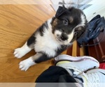 Puppy Zuma Australian Shepherd