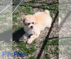 Poodle (Toy) Puppy for sale in AZLE, TX, USA