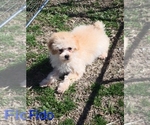 Image preview for Ad Listing. Nickname: Fido