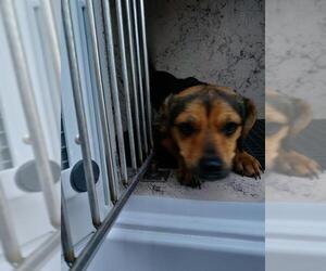 Labbe Dogs for adoption in Fort Lauderdale, FL, USA