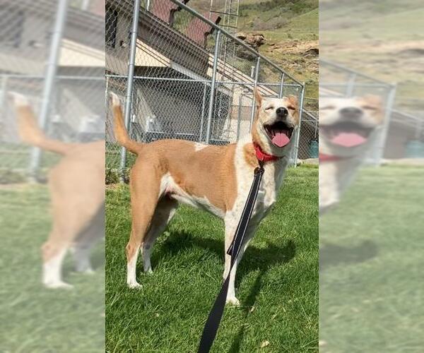 Medium Photo #1 Mutt Puppy For Sale in Fruit Heights, UT, USA