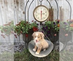 Small Photo #2 Miniature Australian Shepherd Puppy For Sale in FORT MEADE, FL, USA