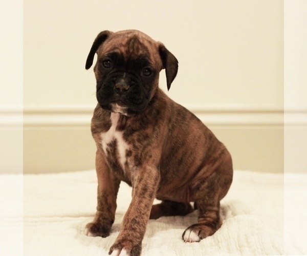 Medium Photo #1 Boxer Puppy For Sale in DENVER, PA, USA