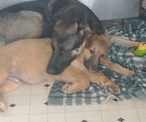 Mother of the Belgian Malinois-Collie Mix puppies born on 01/21/2024